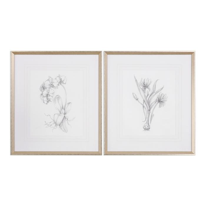 Uttermost  Botanical Sketches Framed Prints S/2 1