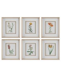  Classic Botanicals Framed Prints Set/6