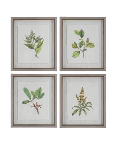  Wildflower Study Framed Prints, S/4