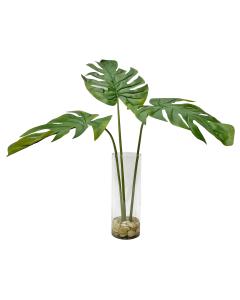  Ibero Split Leaf Palm